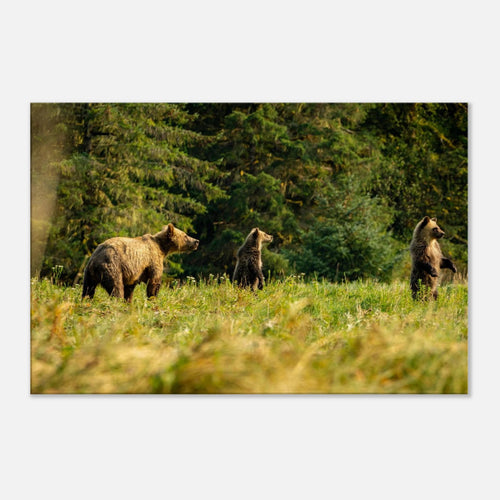 a386a90a-d42a-4ac5-89e0-812534cecee0